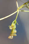 Eastern purple bladderwort